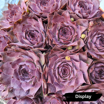 Sempervivum 'Killer''