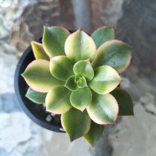 Aeonium 'KIWI'
