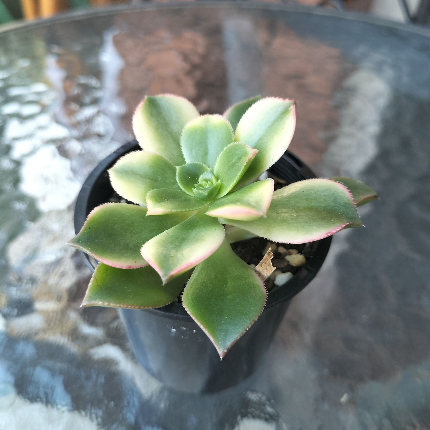Aeonium 'KIWI'