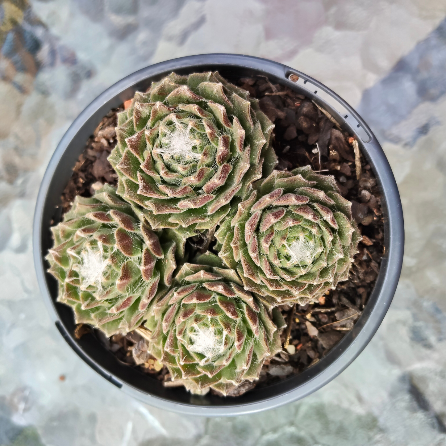 Sempervivum 'Kramer's Spinrad'