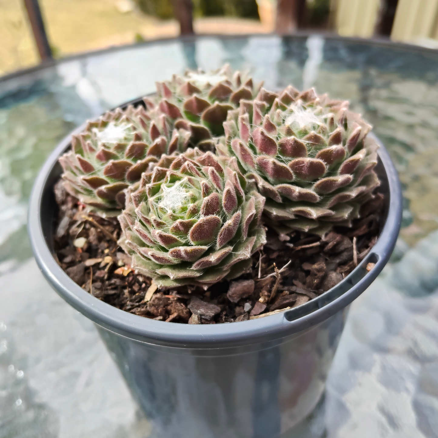 Sempervivum 'Kramer's Spinrad'