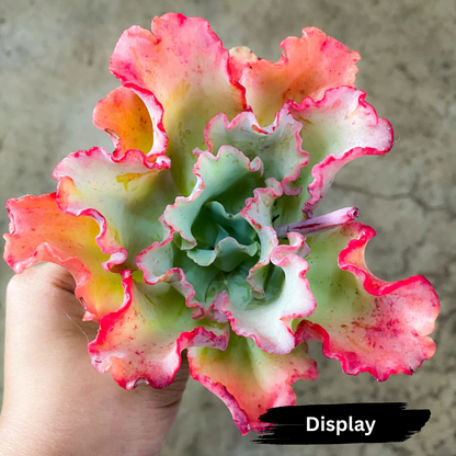 Echeveria 'Lady Aquarius'