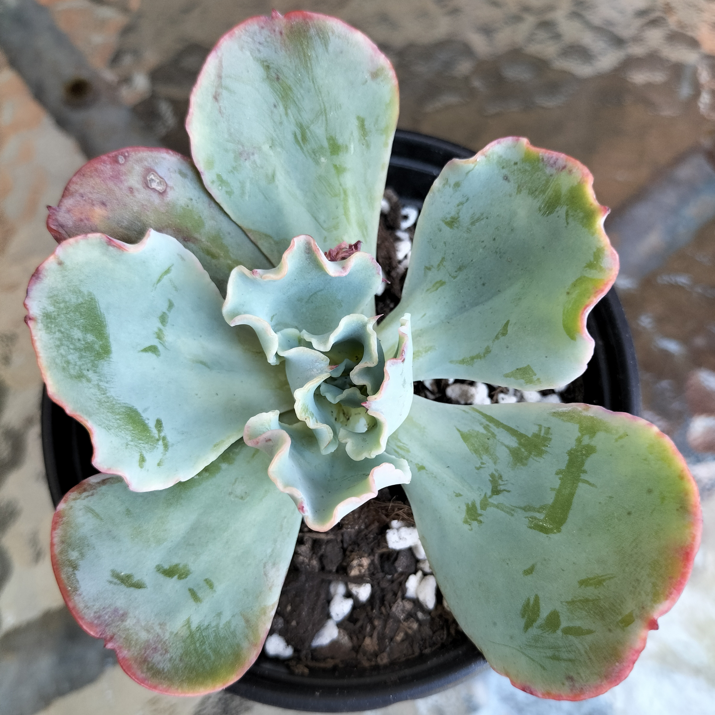 Echeveria 'Lady Aquarius'