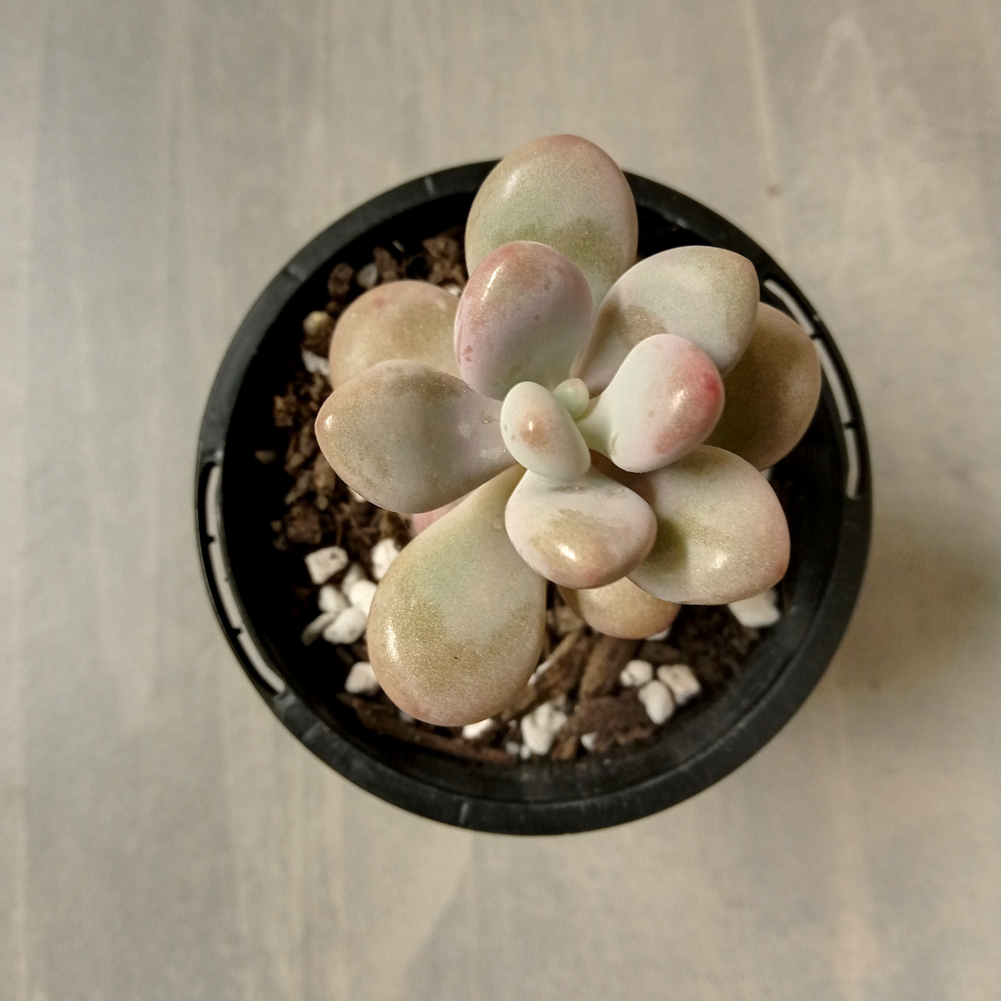 Graptopetalum amethystinum 'Lavender Pebbles' small