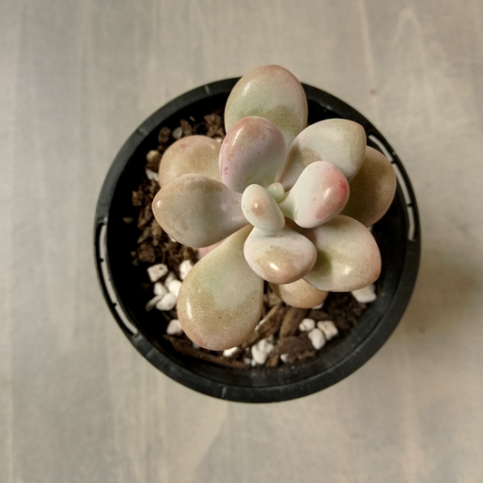Graptopetalum amethystinum 'Lavender Pebbles' small