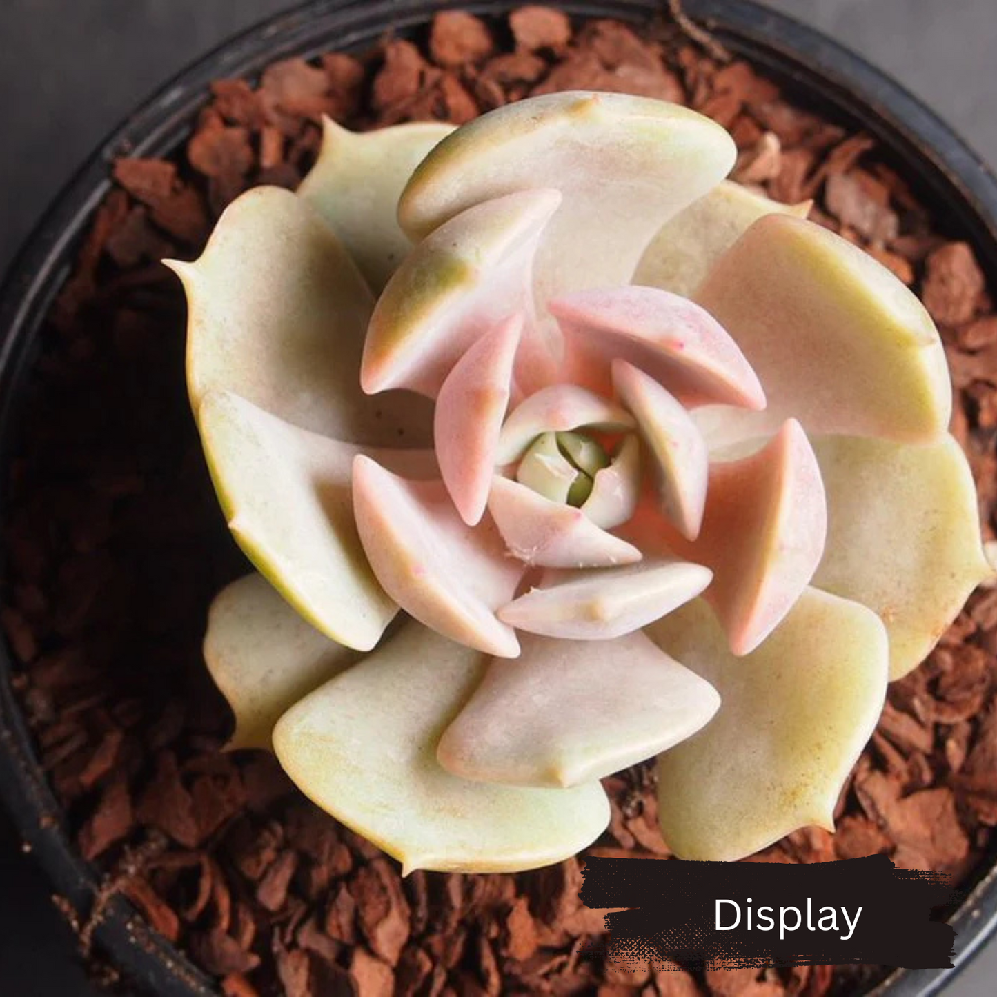 Echeveria 'Lola'