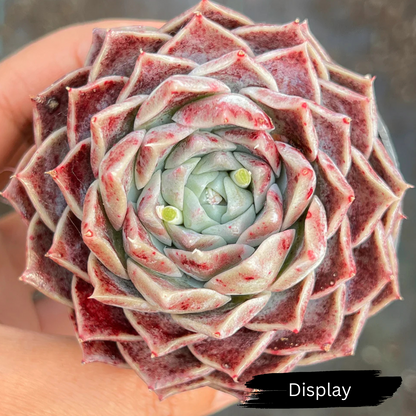 Echeveria 'Love Goddess'