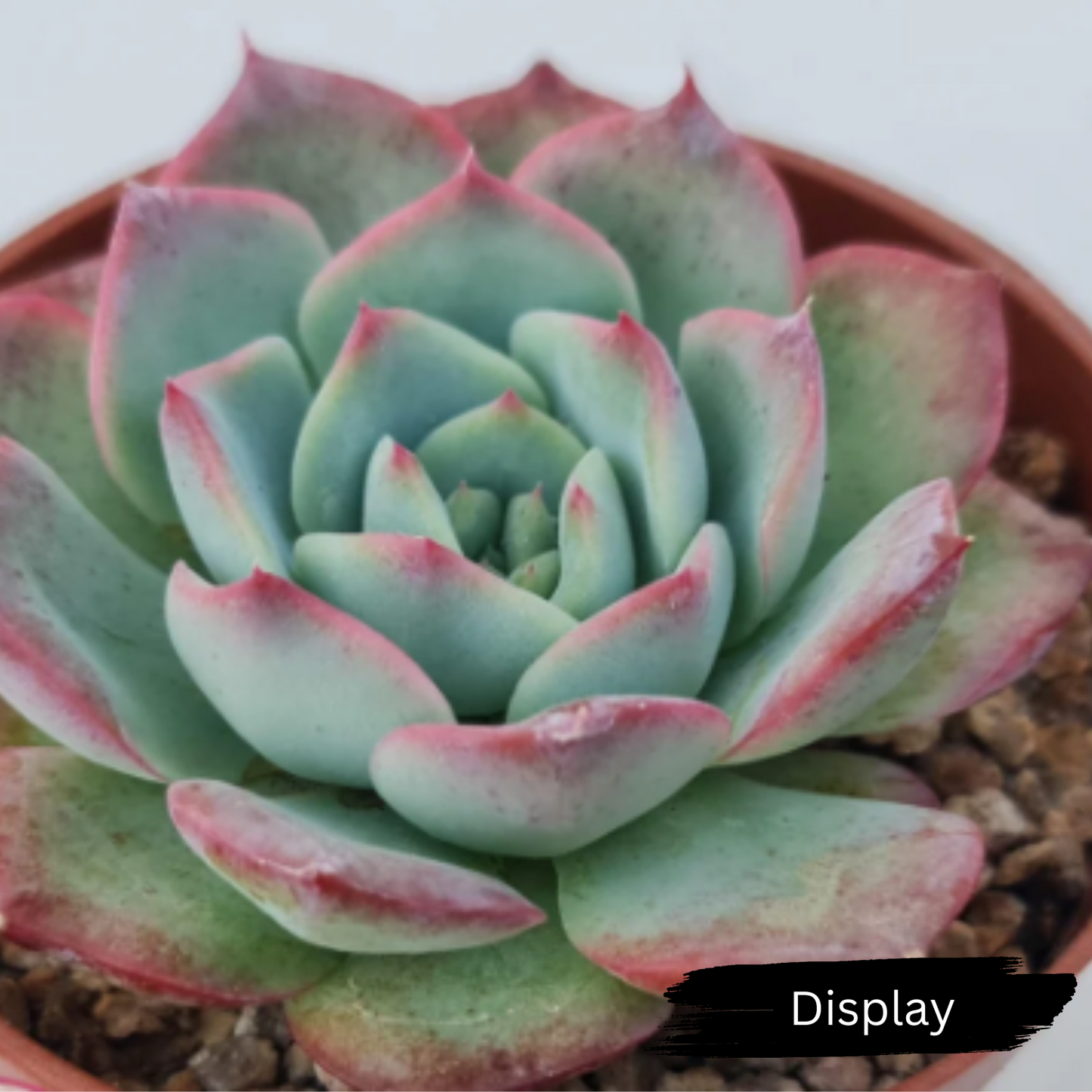 Echeveria 'Love Heart'