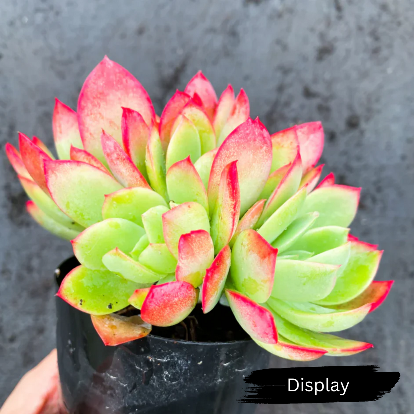 Echeveria 'Low'