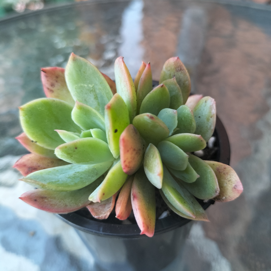 Echeveria 'Low'