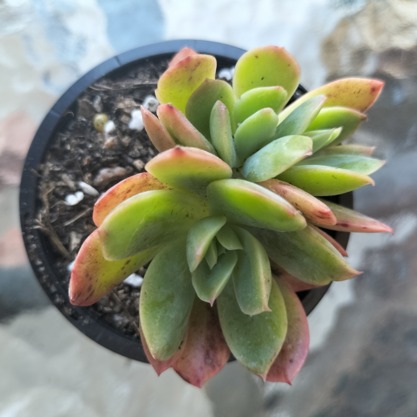 Echeveria 'Low'
