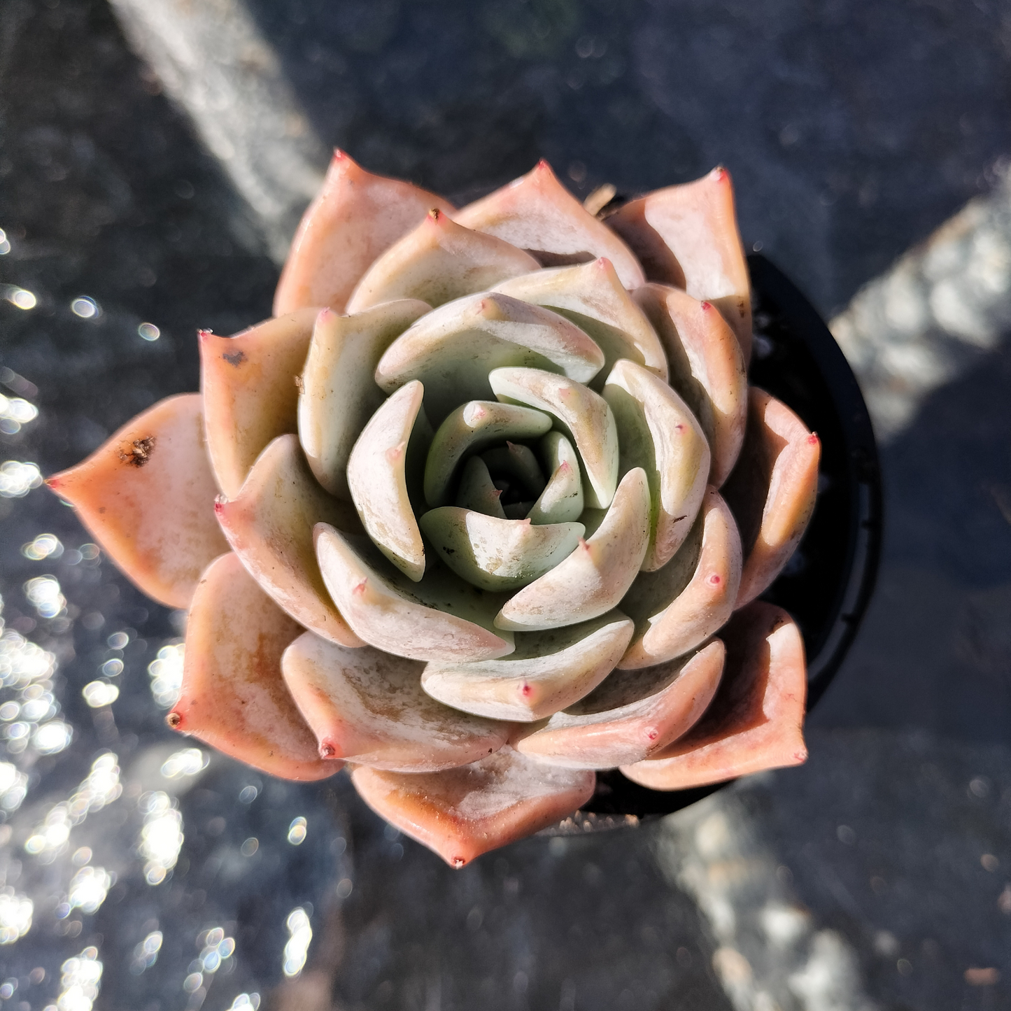 Echeveria 'Lucila'