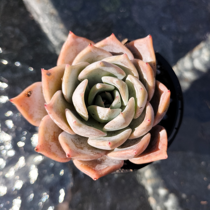 Echeveria 'Lucila'