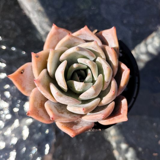 Echeveria 'Lucila'