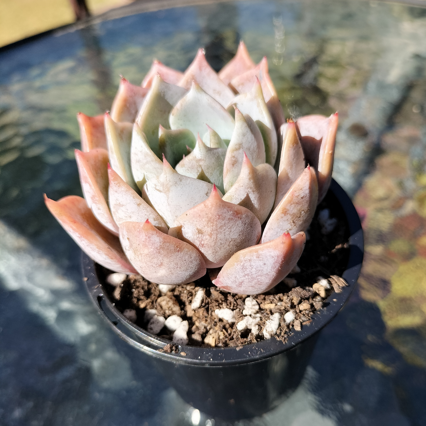 Echeveria 'Lucila'