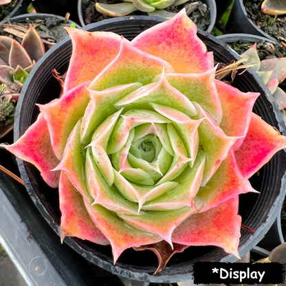 Echeveria simulans 'Lugana Sanchez'