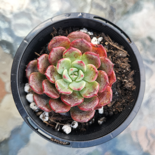 Echeveria 'Luna Rossa' (small)