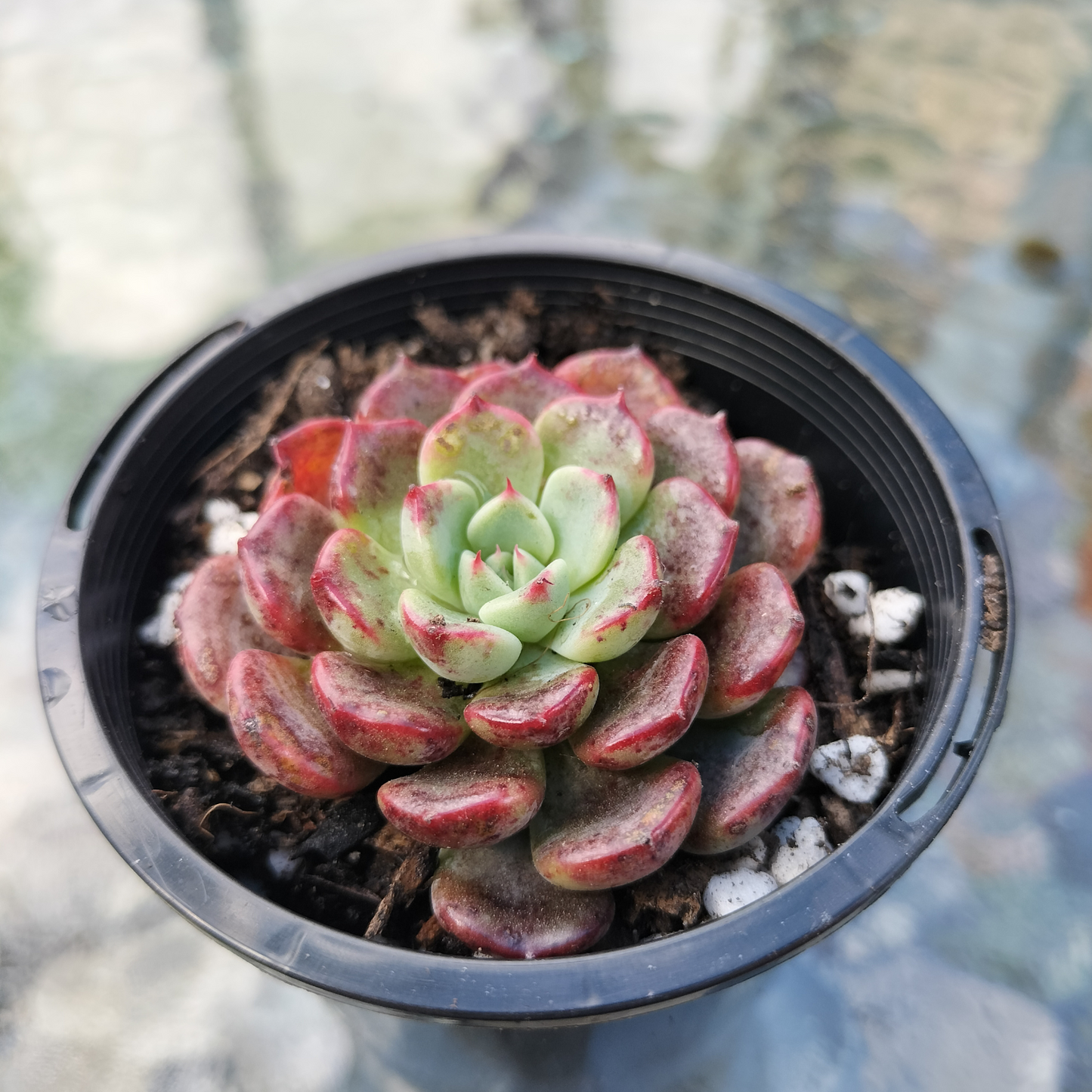 Echeveria 'Luna Rossa' (small)