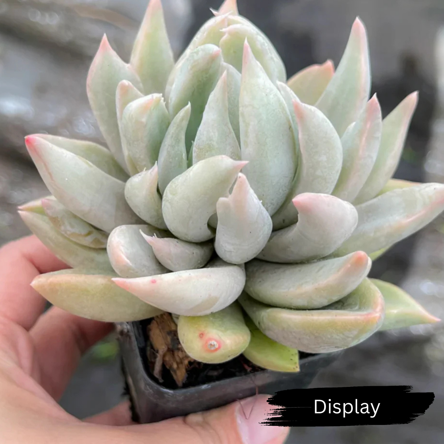 Echeveria 'Machete'