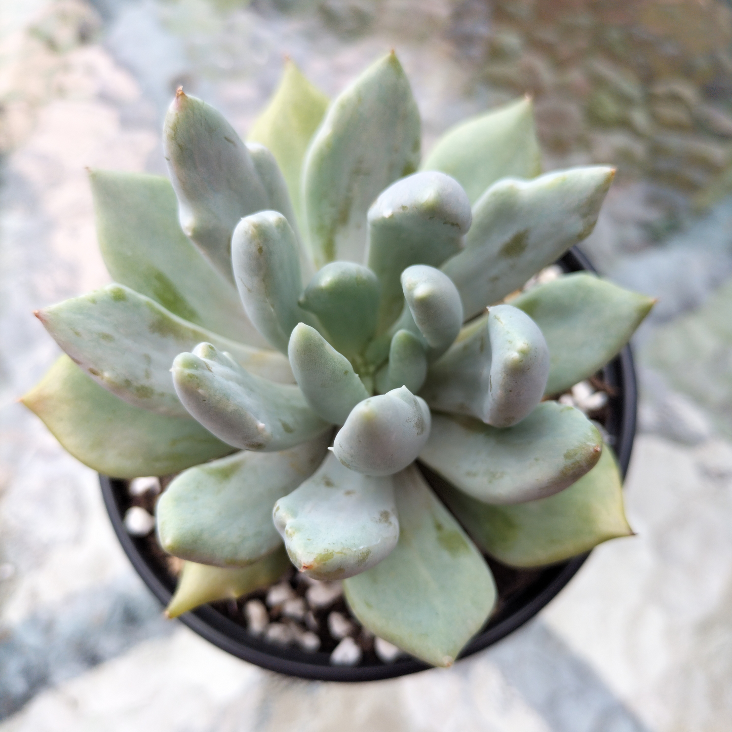 Echeveria 'Machete'