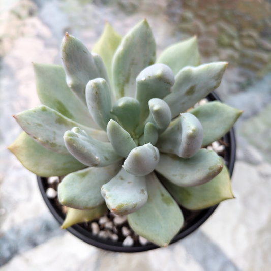 Echeveria 'Machete'