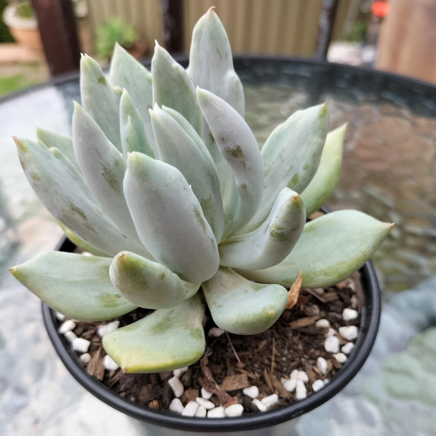 Echeveria 'Machete'
