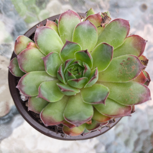 Sempervivum 'Mahogany'