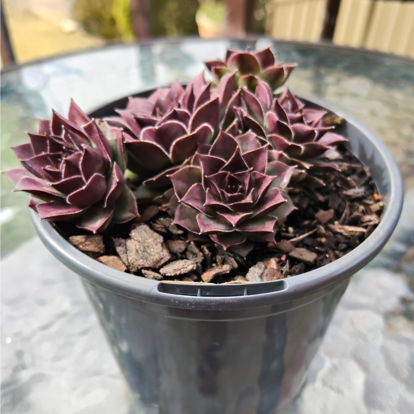 Sempervivum 'Mahogany'