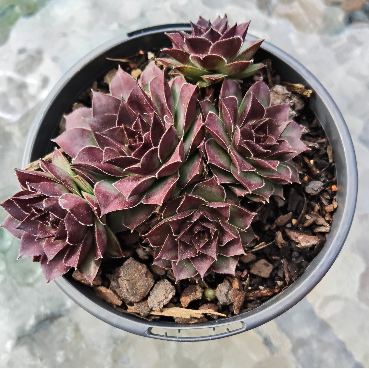 Sempervivum 'Mahogany'