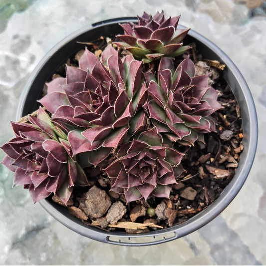 Sempervivum 'Mahogany'