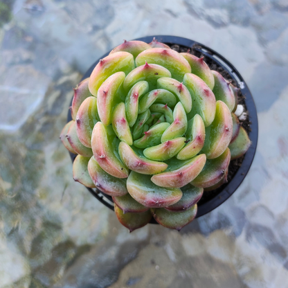 Echeveria Marcel
