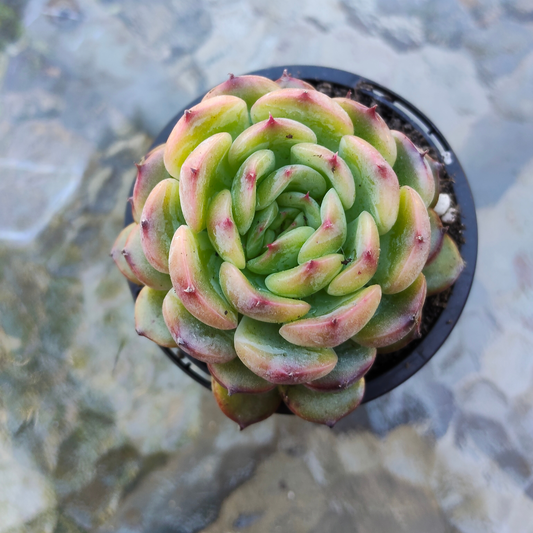 Echeveria Marcel
