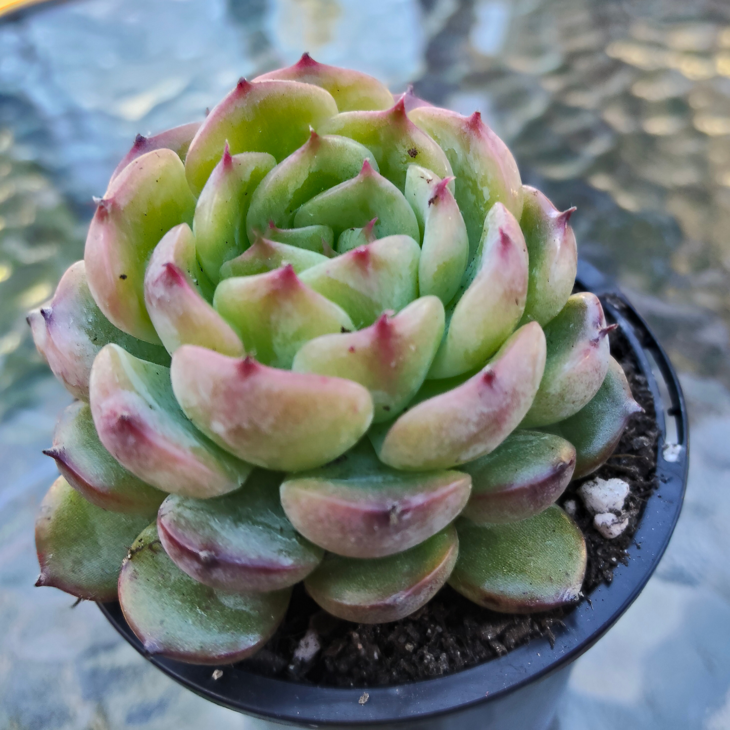 Echeveria Marcel