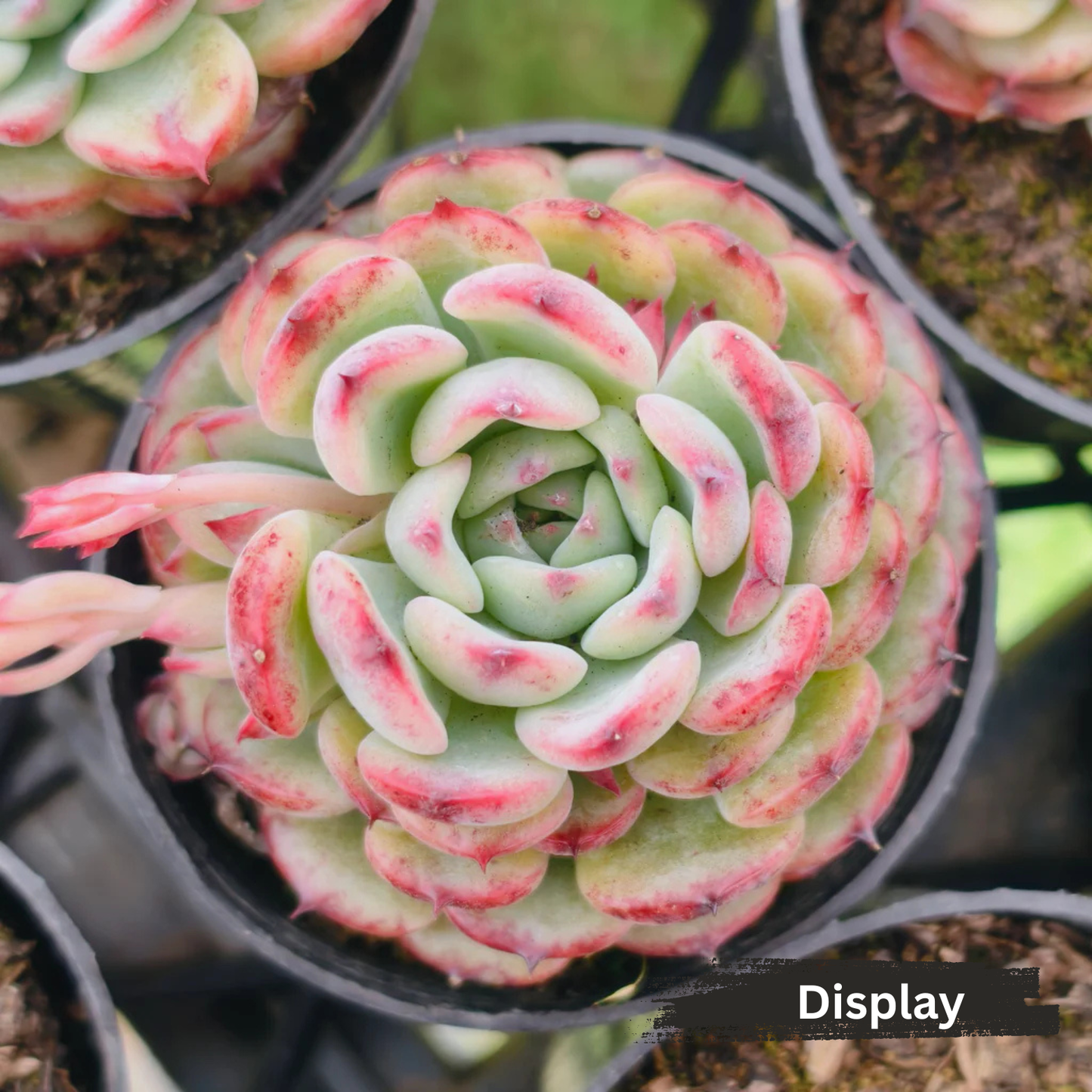 Echeveria Marcel