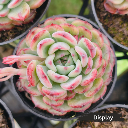 Echeveria Marcel