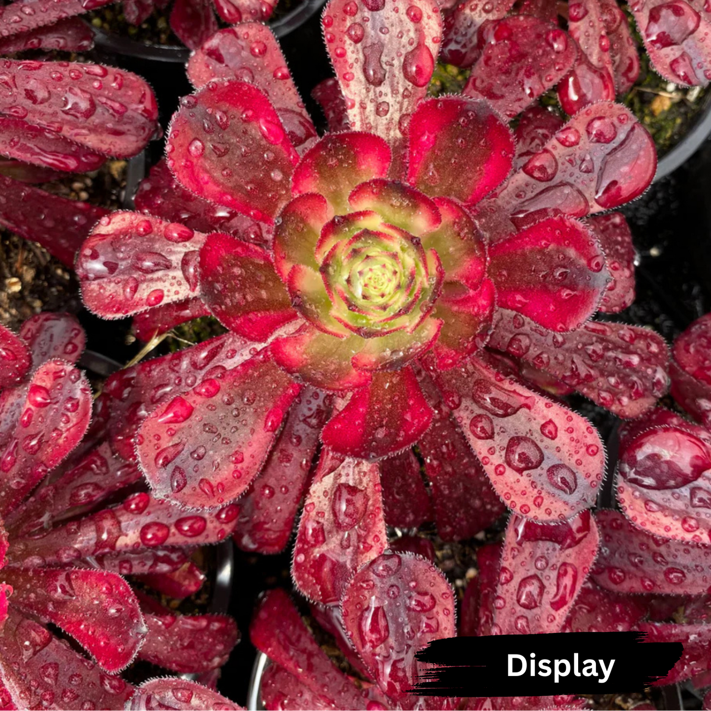 Aeonium 'Mardi Gras'