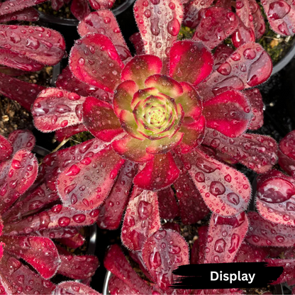Aeonium 'Mardi Gras'