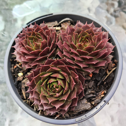 Sempervivum 'Marland's Beauty'