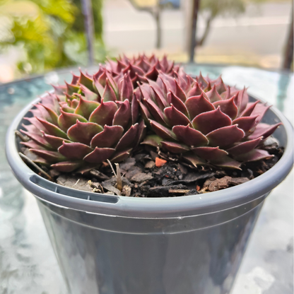 Sempervivum 'Marland's Beauty'