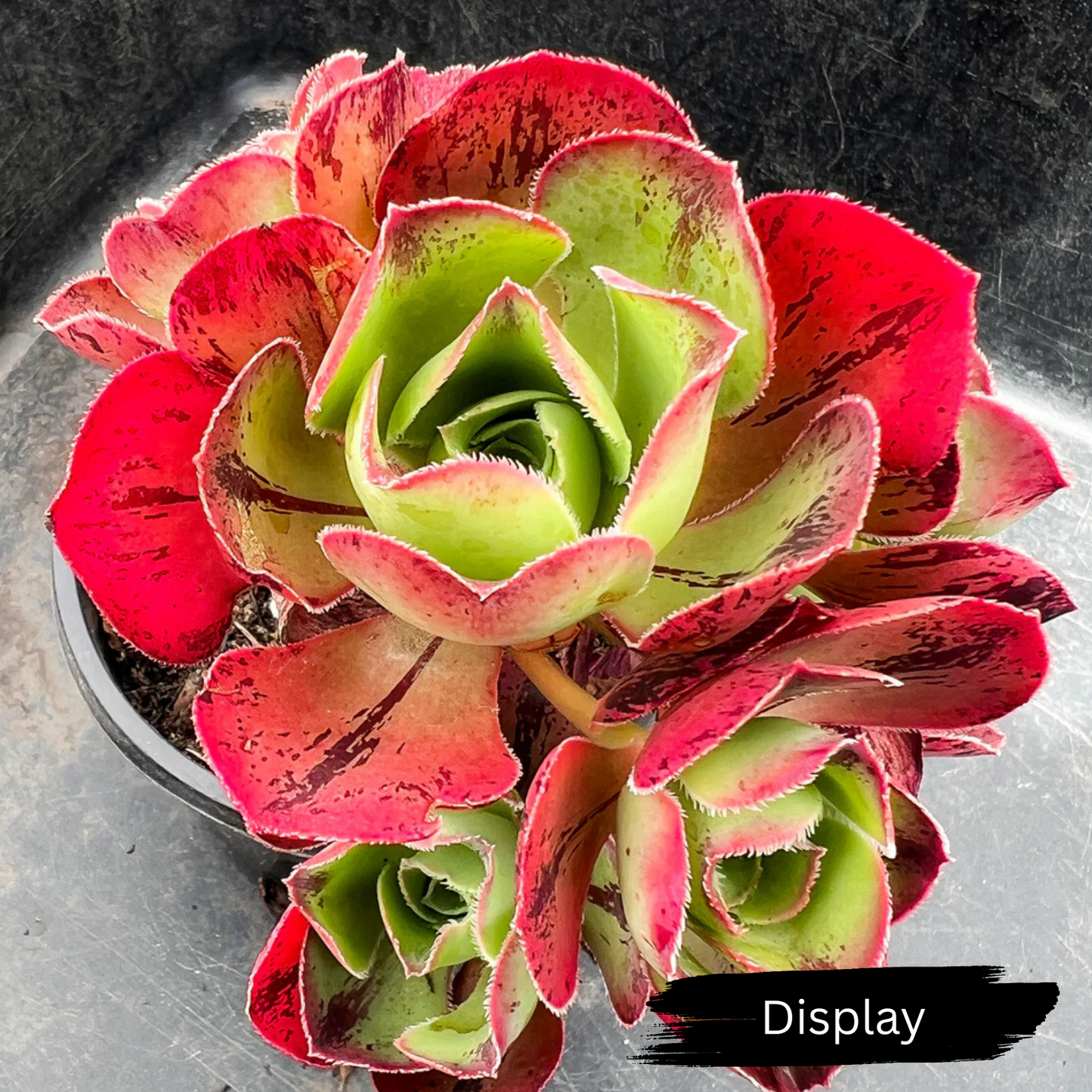 Aeonium 'Marnier Lapostolle’