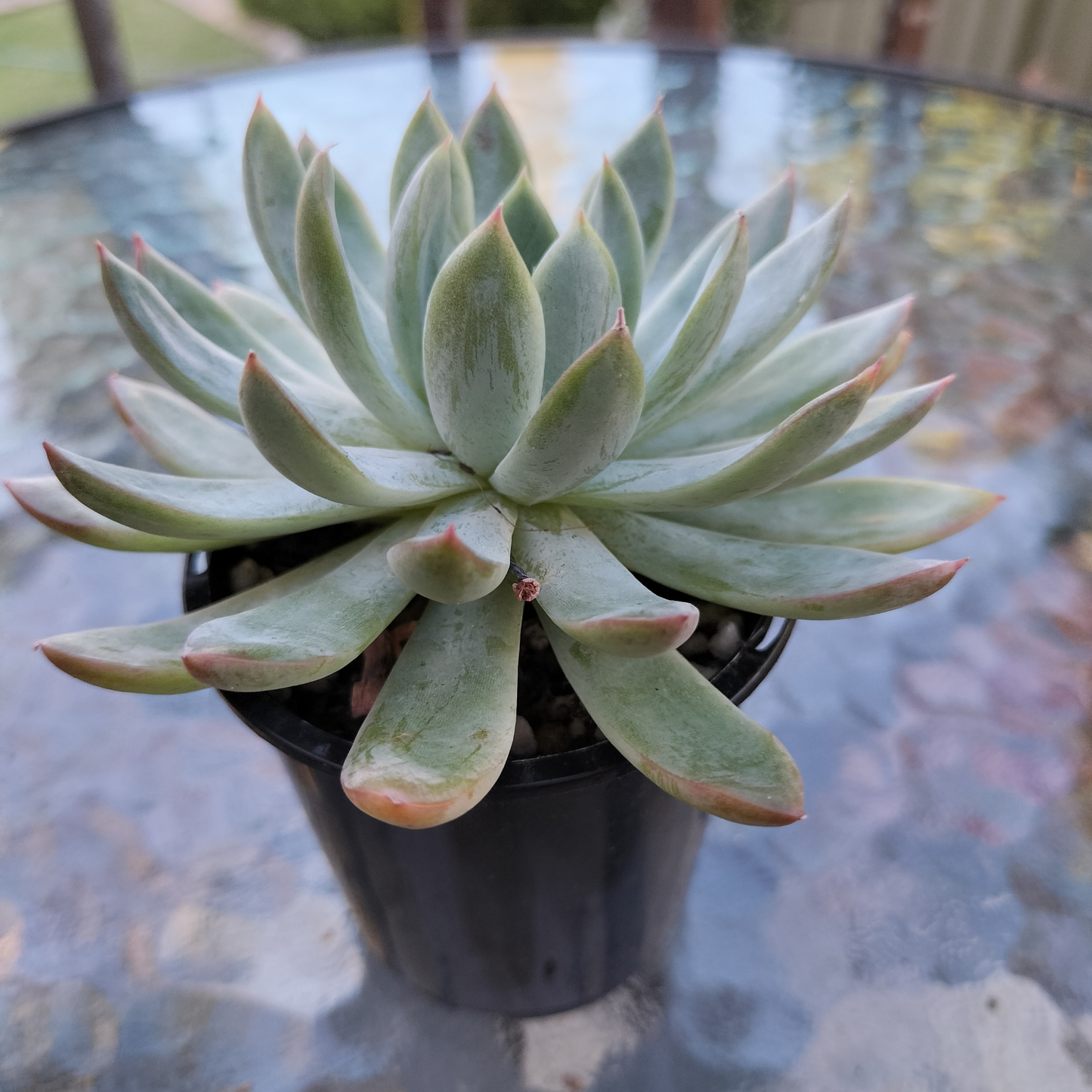 Echeveria 'Mar's Dark Line'