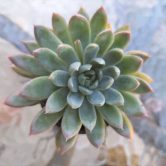 Echeveria 'Mar's Dark Line'