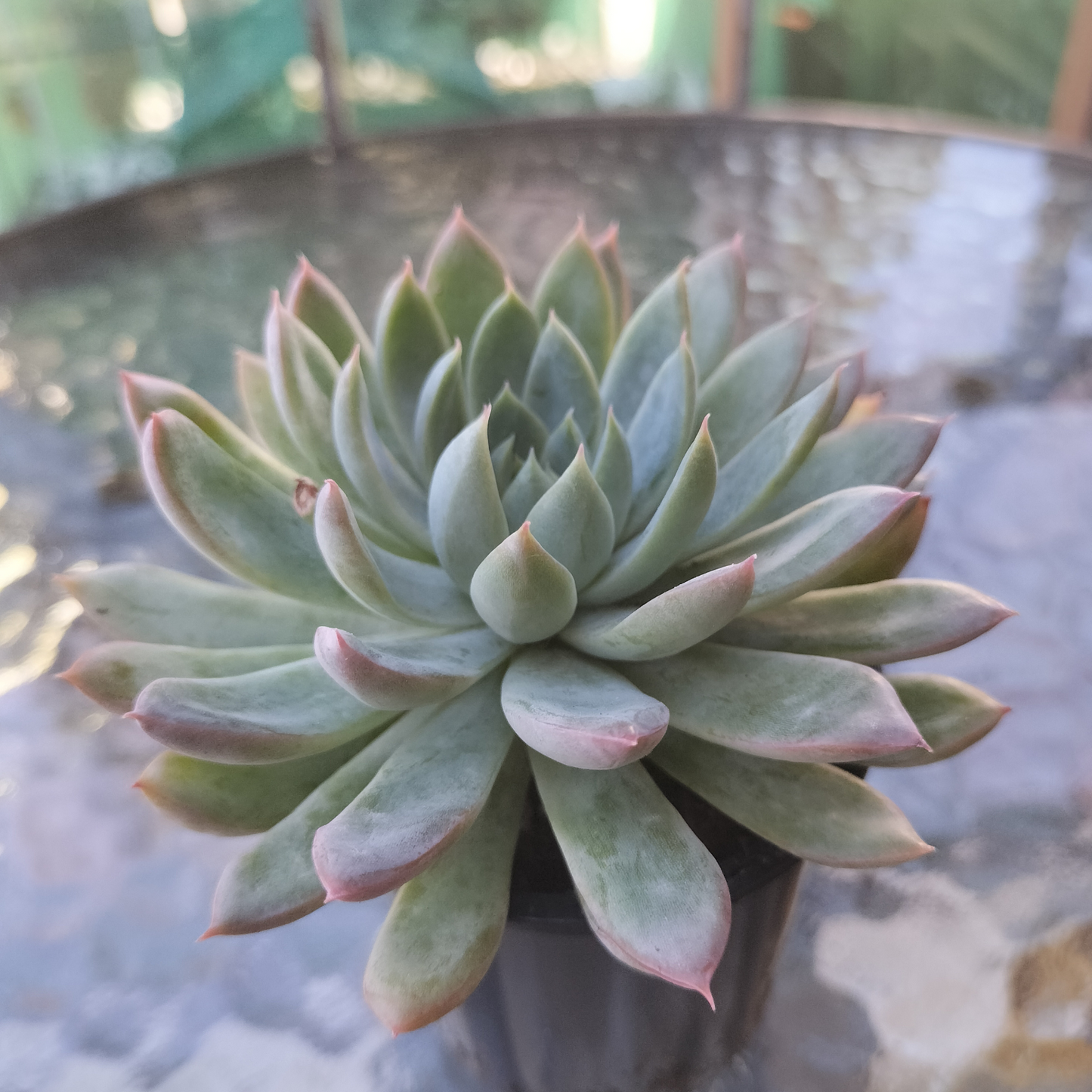 Echeveria 'Mar's Dark Line'