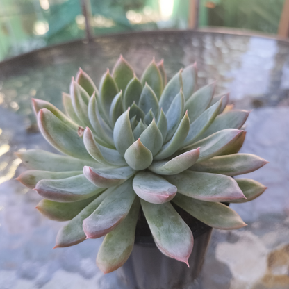 Echeveria 'Mar's Dark Line'