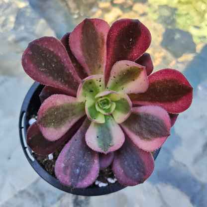 Aeonium 'Medusa' XS