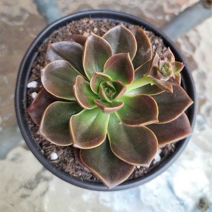 Echeveria 'Melaco'