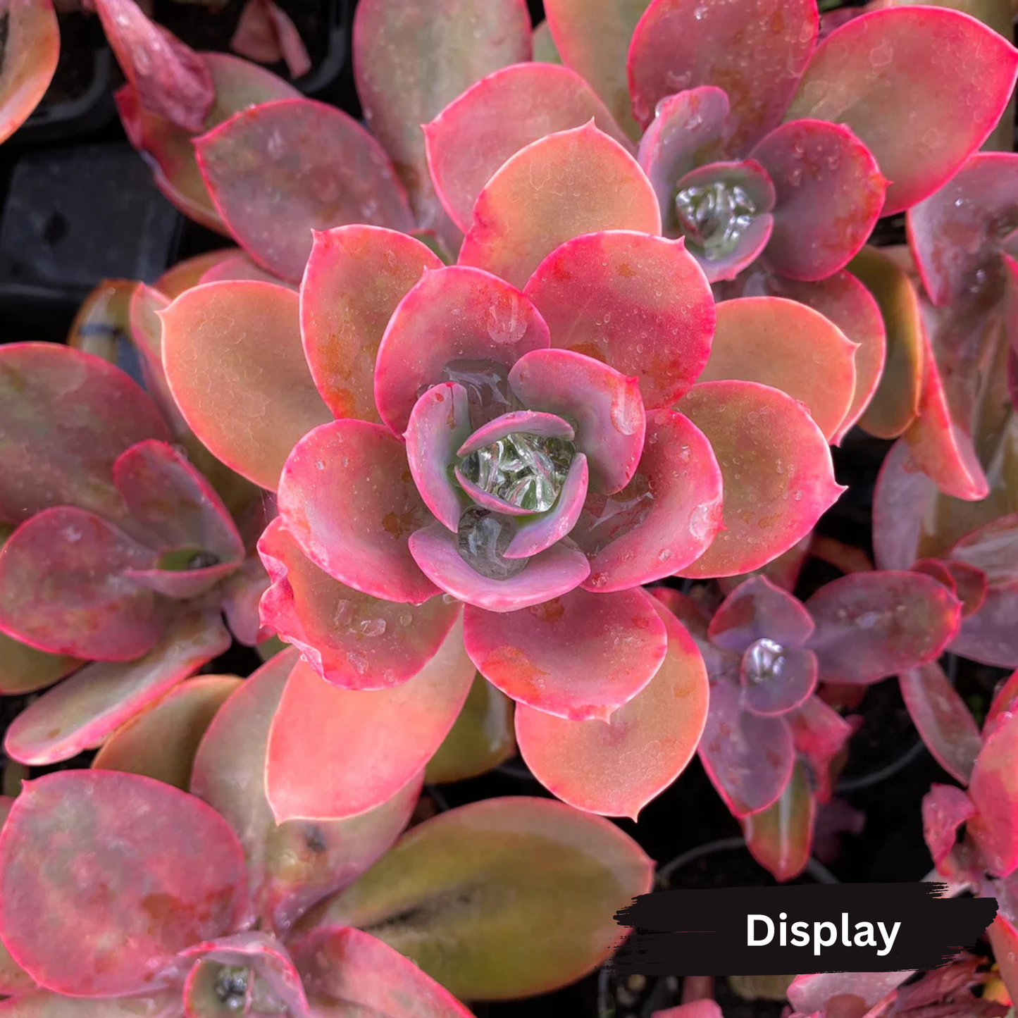 Echeveria 'Metallica'