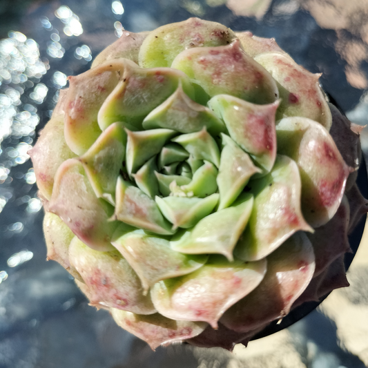 Echeveria Mexican Tears