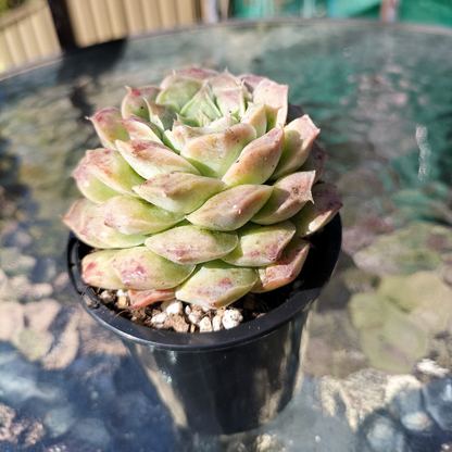 Echeveria Mexican Tears