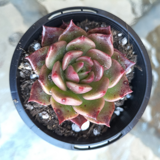 Echeveria agavoides 'Miranda'